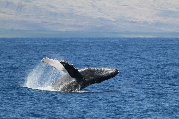 : Foto de uma baleia saltando no mar durante uma atividade de turismo de observação.
