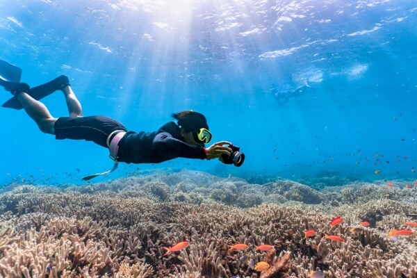 Mergulhadores observando a vida marinha em um ambiente preservado ,Turismo de mergulho sustentável