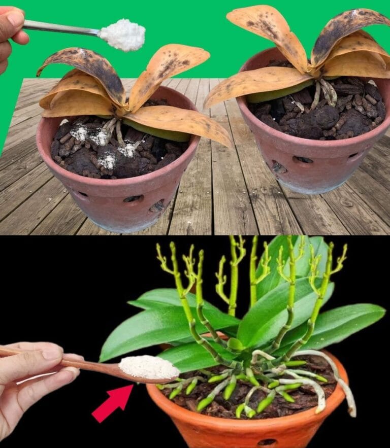 Orquídeas Exuberantes com um Segredo Simples: Veja Como Fazer em Casa